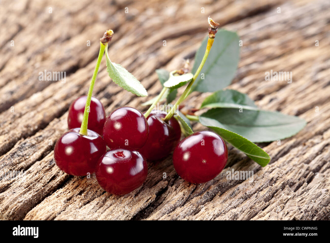 Raccolta Di Ciliegie Dolci Fresche, Dolci E Gialle, in Ciotola, in Mani