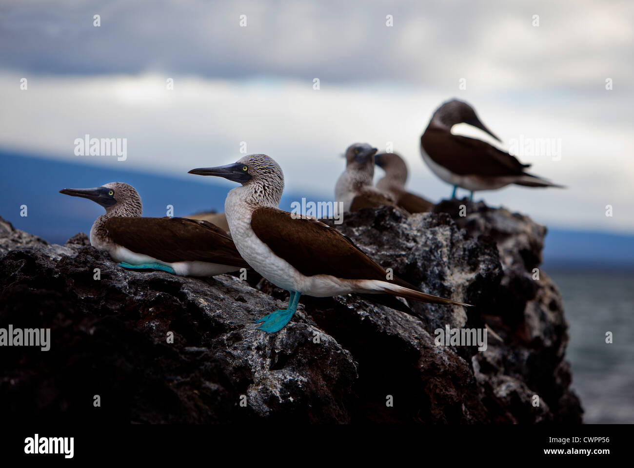 Blu-footed boobies su una roccia da Isabella isola nelle Galapagos Foto Stock