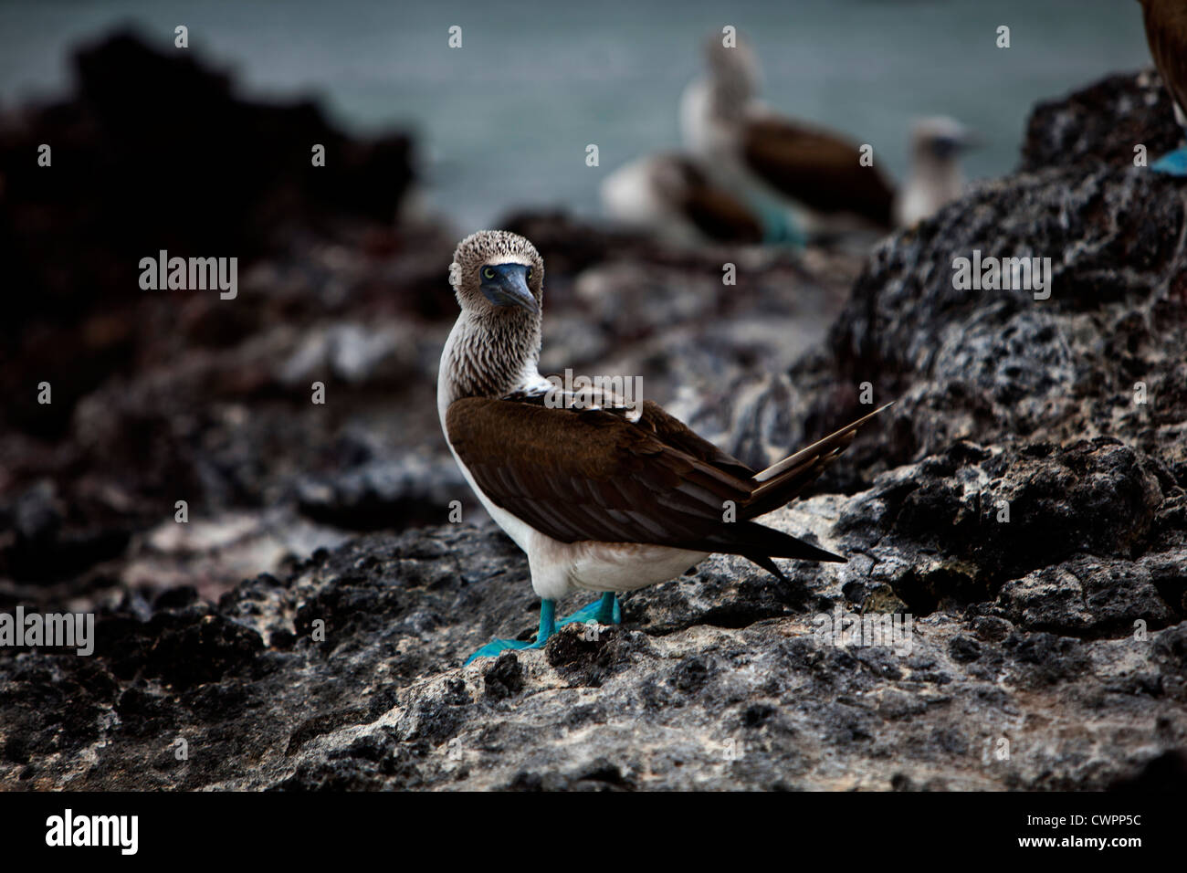 Blu-footed Boobies su una roccia in Elizabeth Bay, Isabela Island, Galapagos Foto Stock