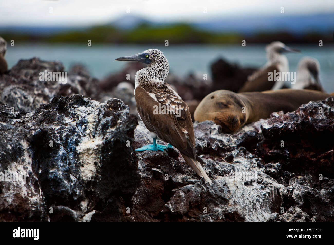 Blu-footed Boobies su una roccia con un mare-leone in Elizabeth Bay, Isabela Island, Galapagos Foto Stock