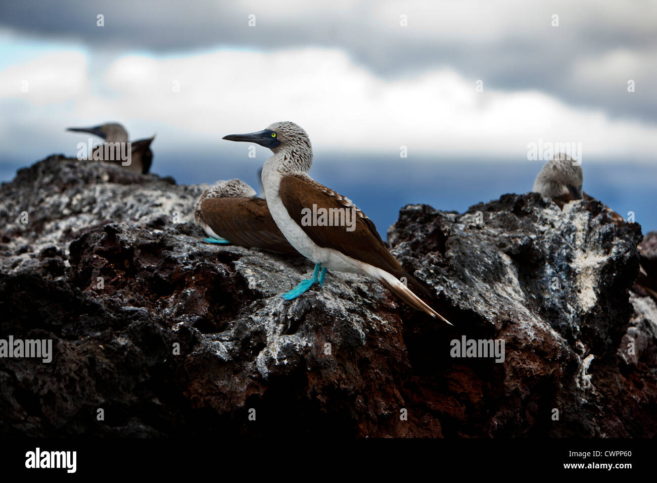 Blu-footed Boobies su una roccia in Elizabeth Bay, Isabela Island, Galapagos Foto Stock
