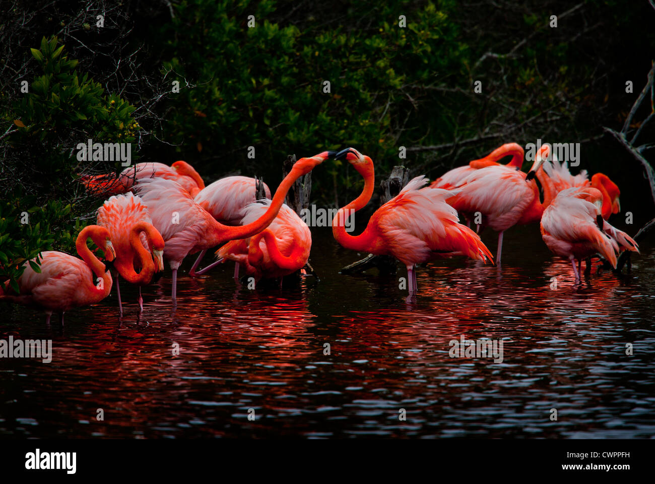 Fenicotteri rosa in acqua salata laguna, Puerta del Jeli, Villamil, Isabella Isola, Galapagos. Foto Stock