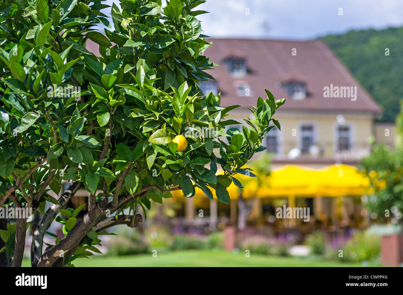 Un albero di limone in un parco Foto Stock