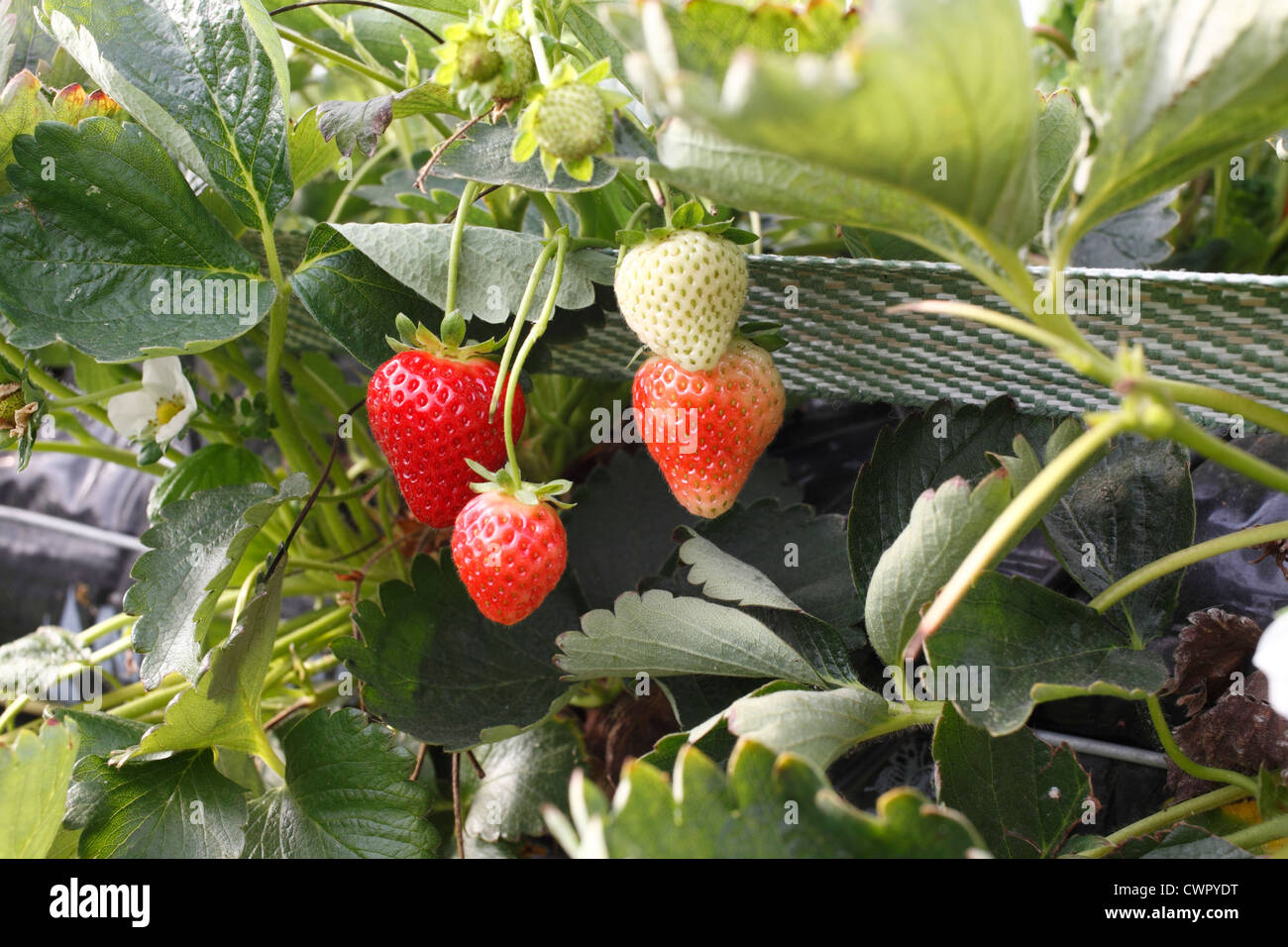 Fragole crescere nel Kent in canali di convogliamento sopra il suolo Foto Stock