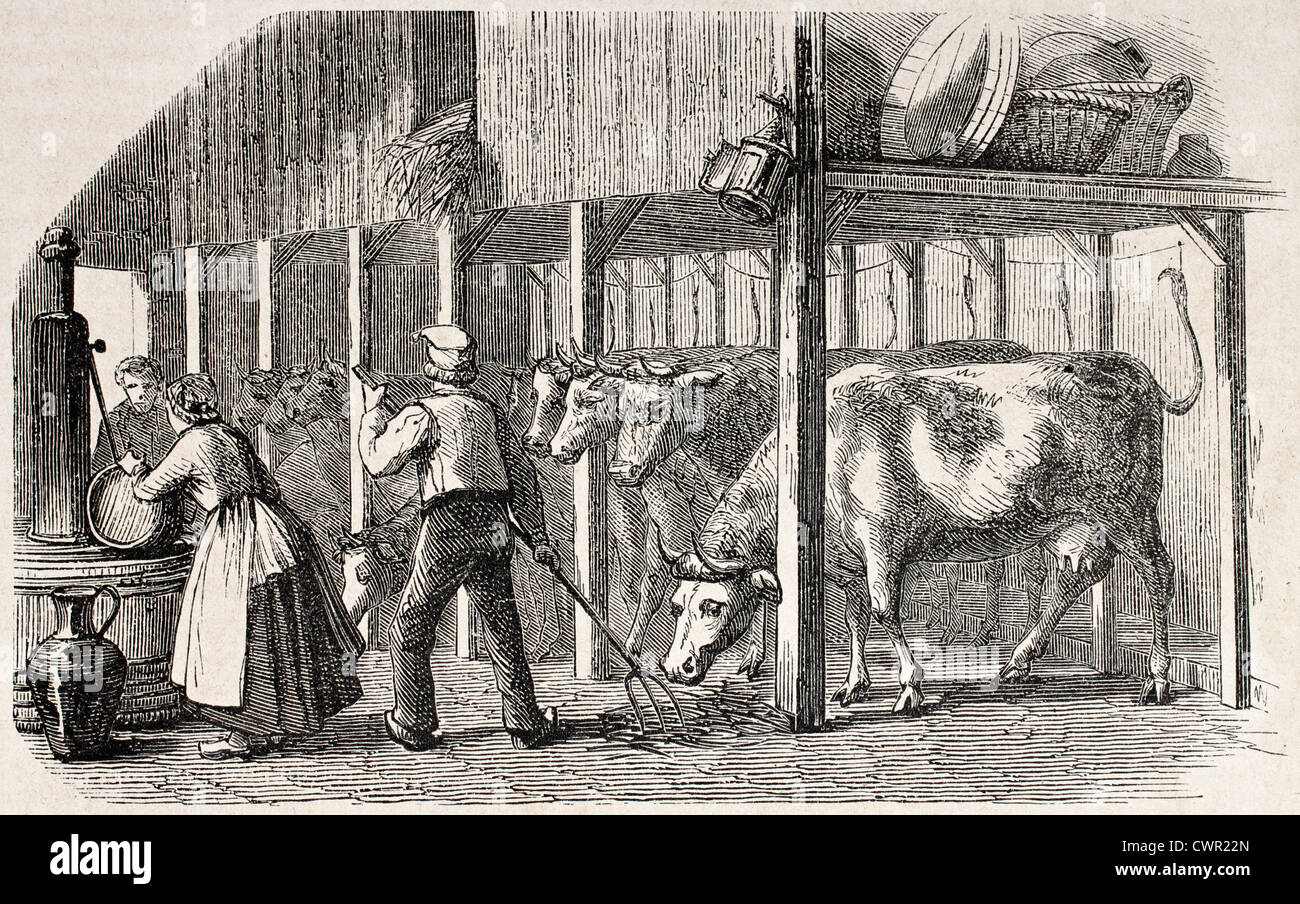 Olandese di uomo e donna che lavorano in una stalla Foto Stock