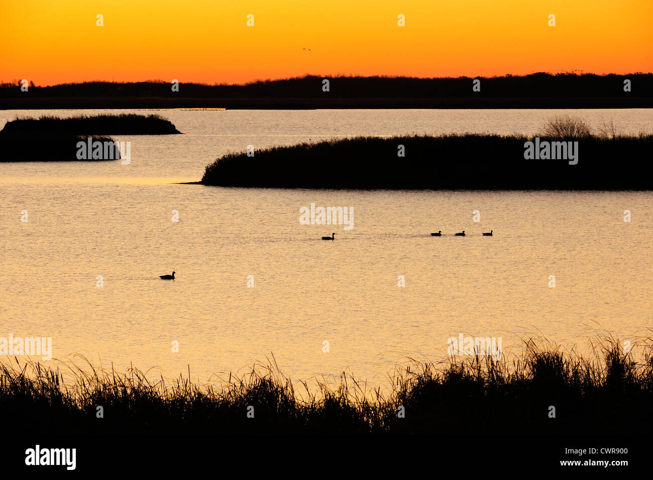 Gli uccelli acquatici in rovere amaca paludi all'alba, Stonewall, Manitoba, Canada Foto Stock