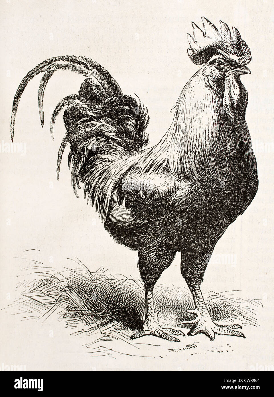 Chicken engraving immagini e fotografie stock ad alta risoluzione - Alamy