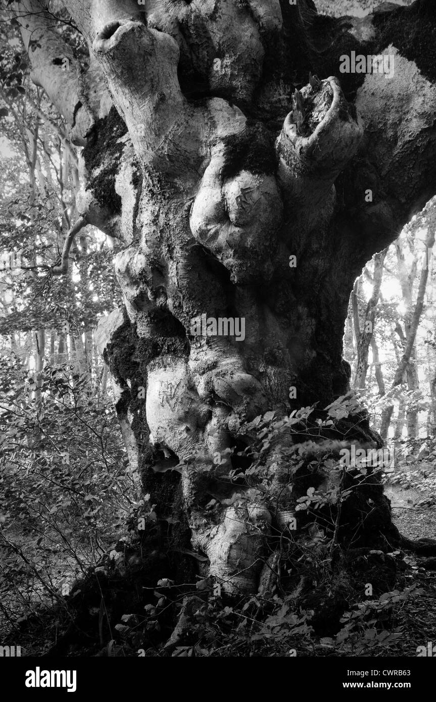 L'Italia. Antico albero Foto Stock