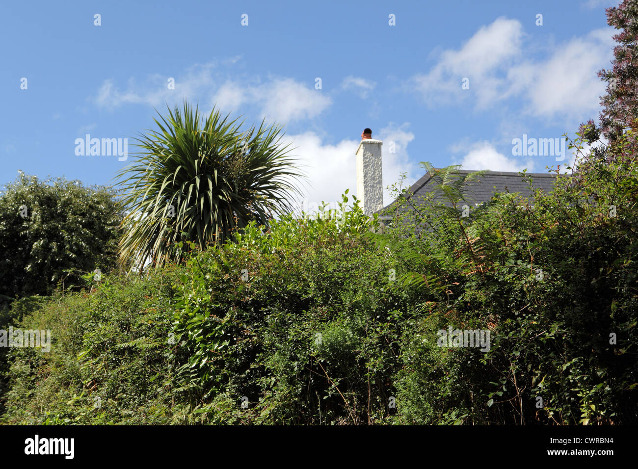 Privacy, casa home Dietro alta siepe sovradimensionate e Cornish palm. UK stock abitativo esterno blu cielo soleggiato, Cornwall, Regno Unito Foto Stock