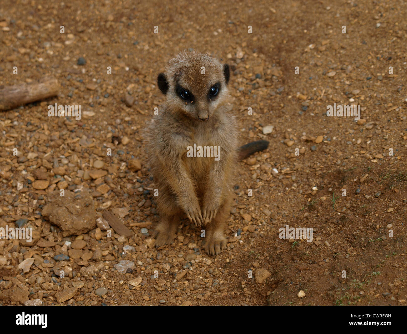 Baby Slender-Tailed Meerkat, Suricata suricata Foto Stock