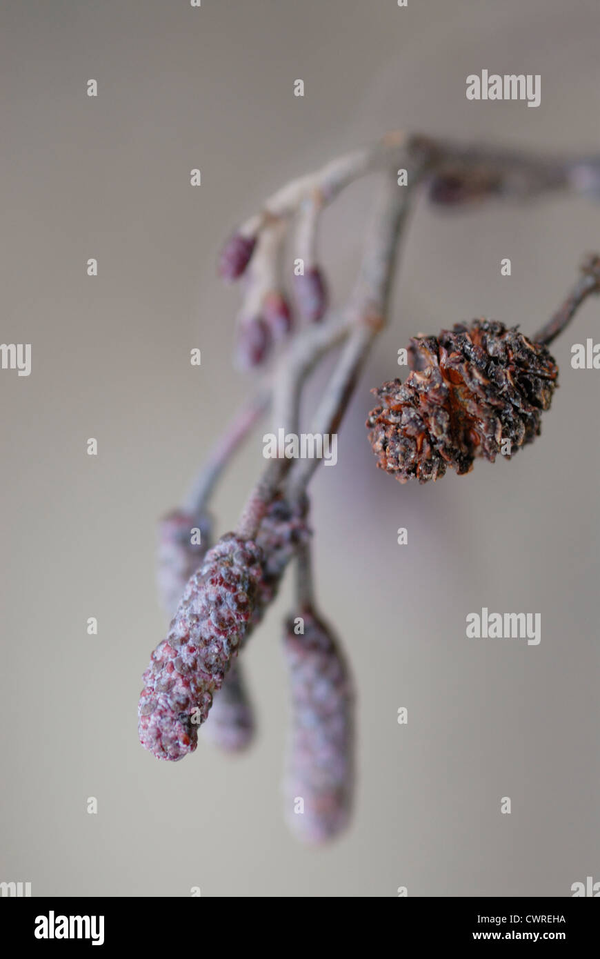 Alnus glutinosa, Ontano Foto Stock