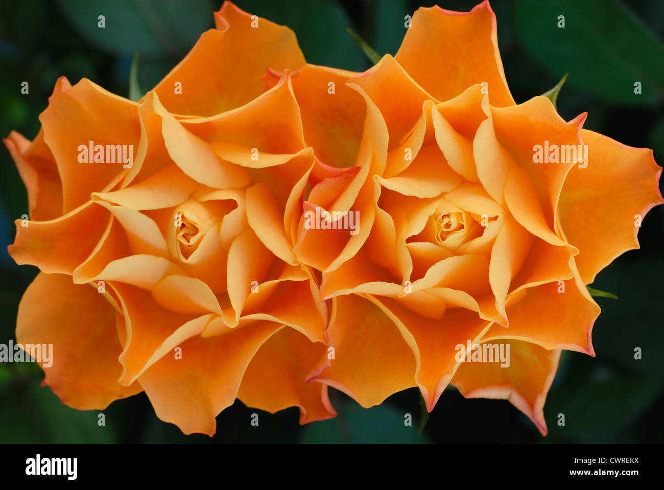 Rosa, Rosa, due simmetriche di colore arancio fiori accanto a ogni altra toccando contro uno sfondo verde. Foto Stock