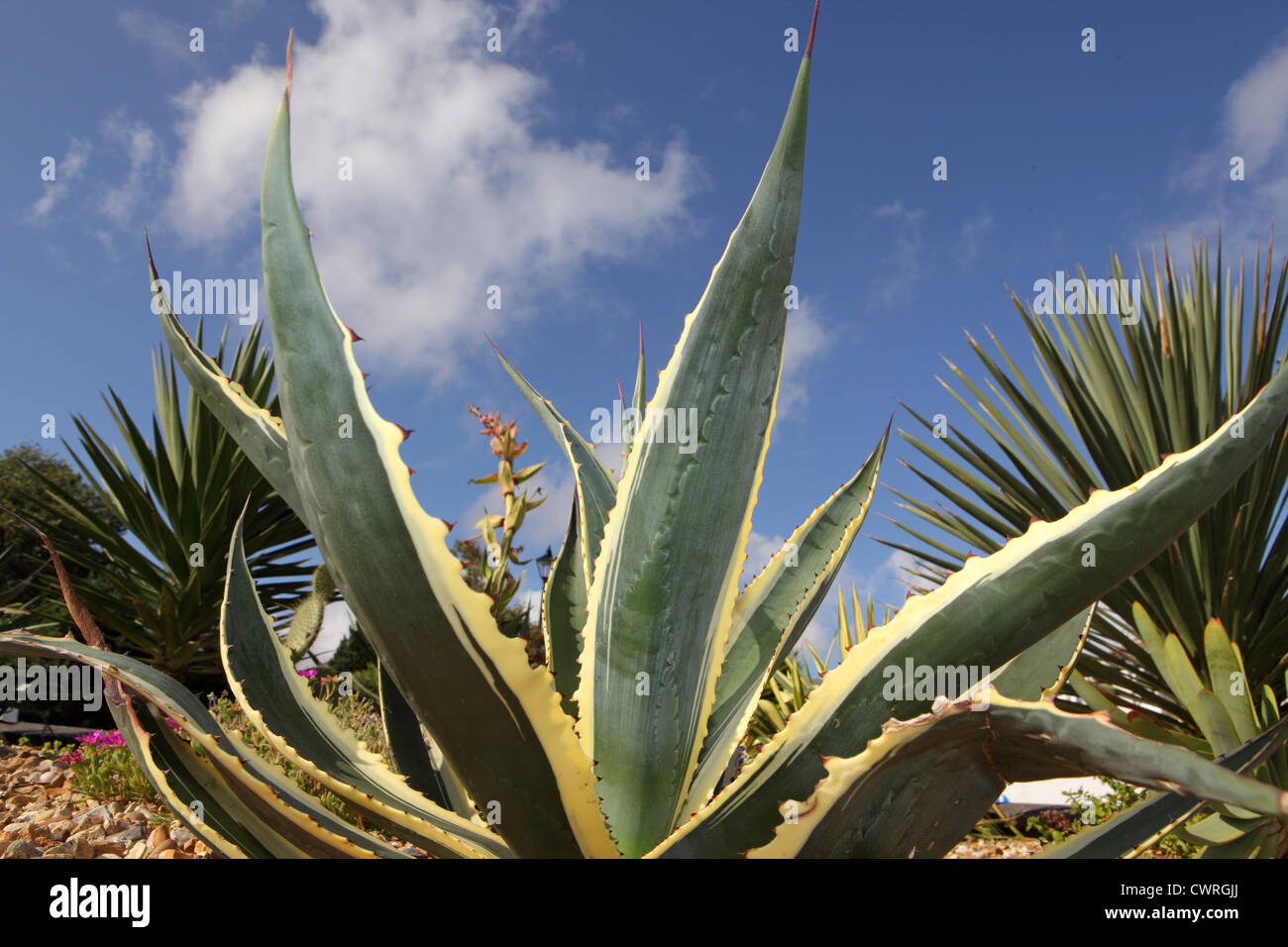 Dettaglio dei grandi Agarve crescendo in giardini comunali in Falmouth, Cornwall. Sub-tropicali micro clima NEL REGNO UNITO, Gulf Stream. Foto Stock