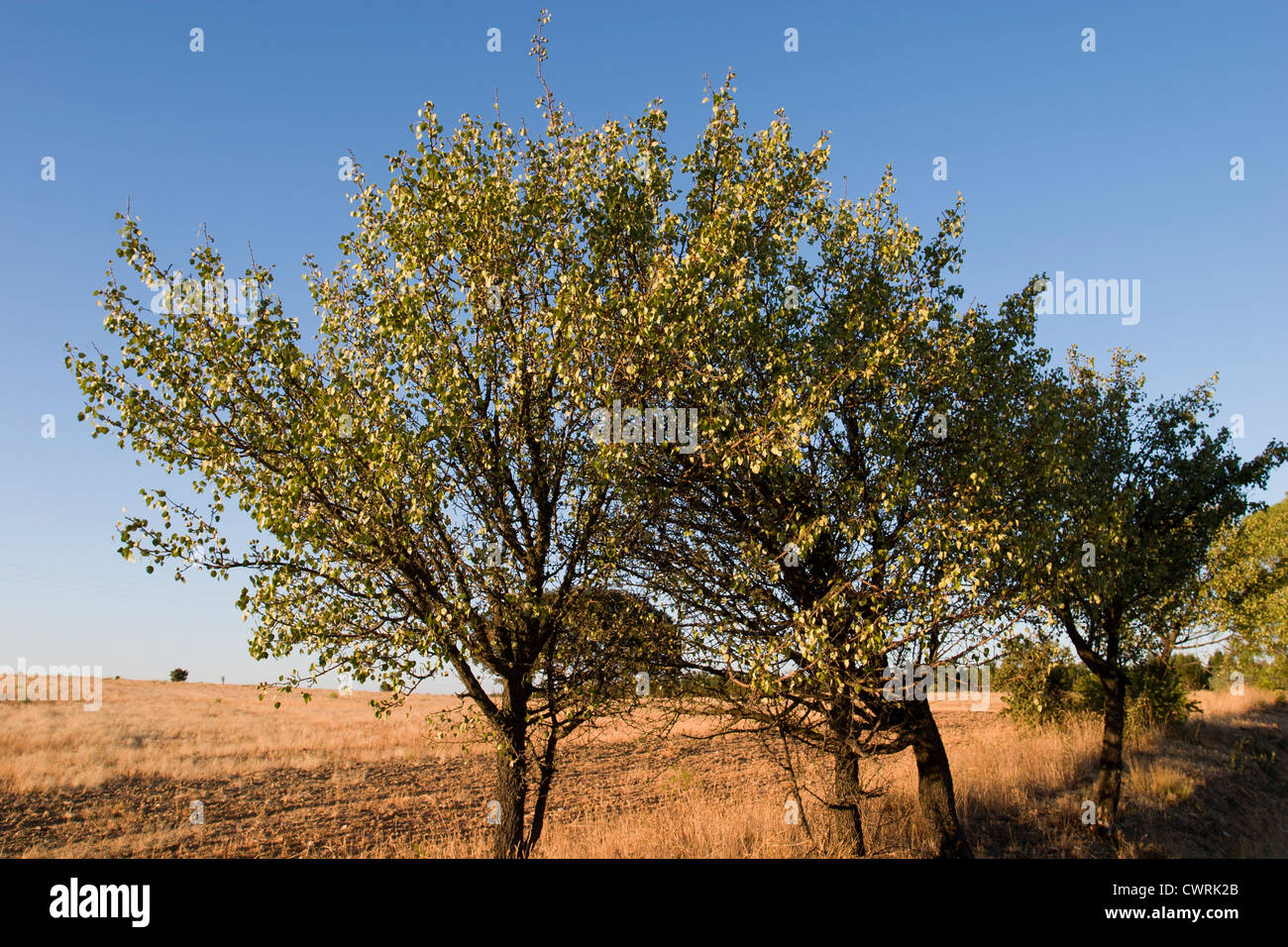 Alberi Foto Stock