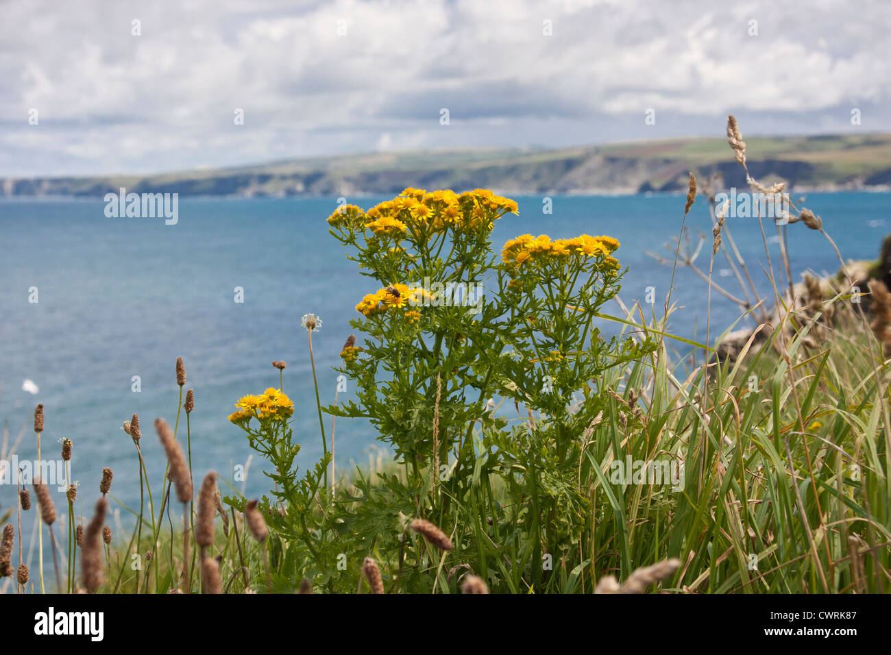 Il cardo selvatico e altri fiori selvatici che crescono su cliff cime di Cornwall Inghilterra England Regno Unito. Foto Stock