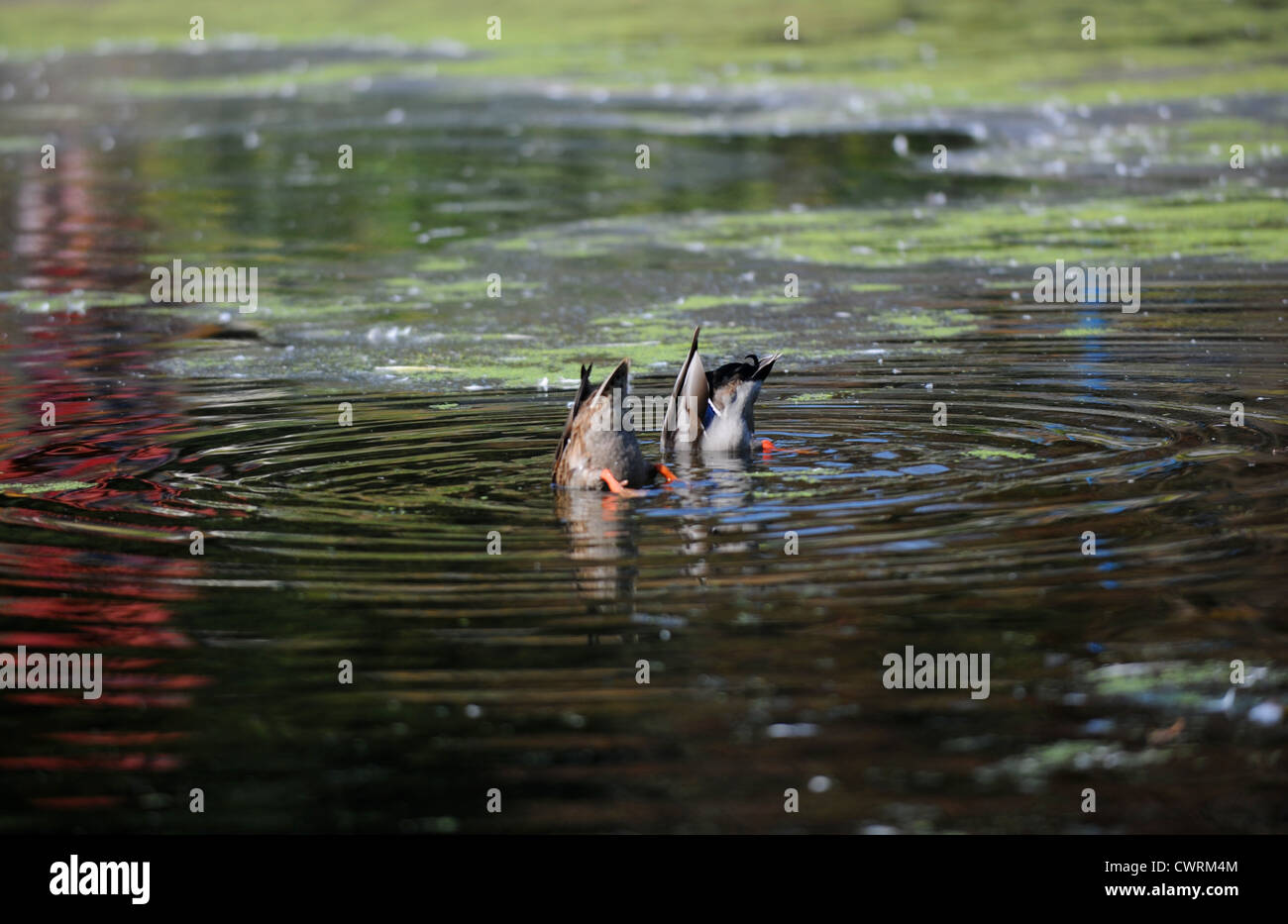 Brighton UK - i giovani anatroccoli di famiglia sul laghetto del Queens Park a Brighton sono ora cresciuti - Anas platyrhynchos Foto Stock