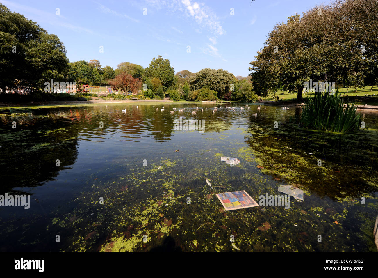 Spazzatura e quotidiani oggetto di dumping in Queens Park pond Brighton Foto Stock
