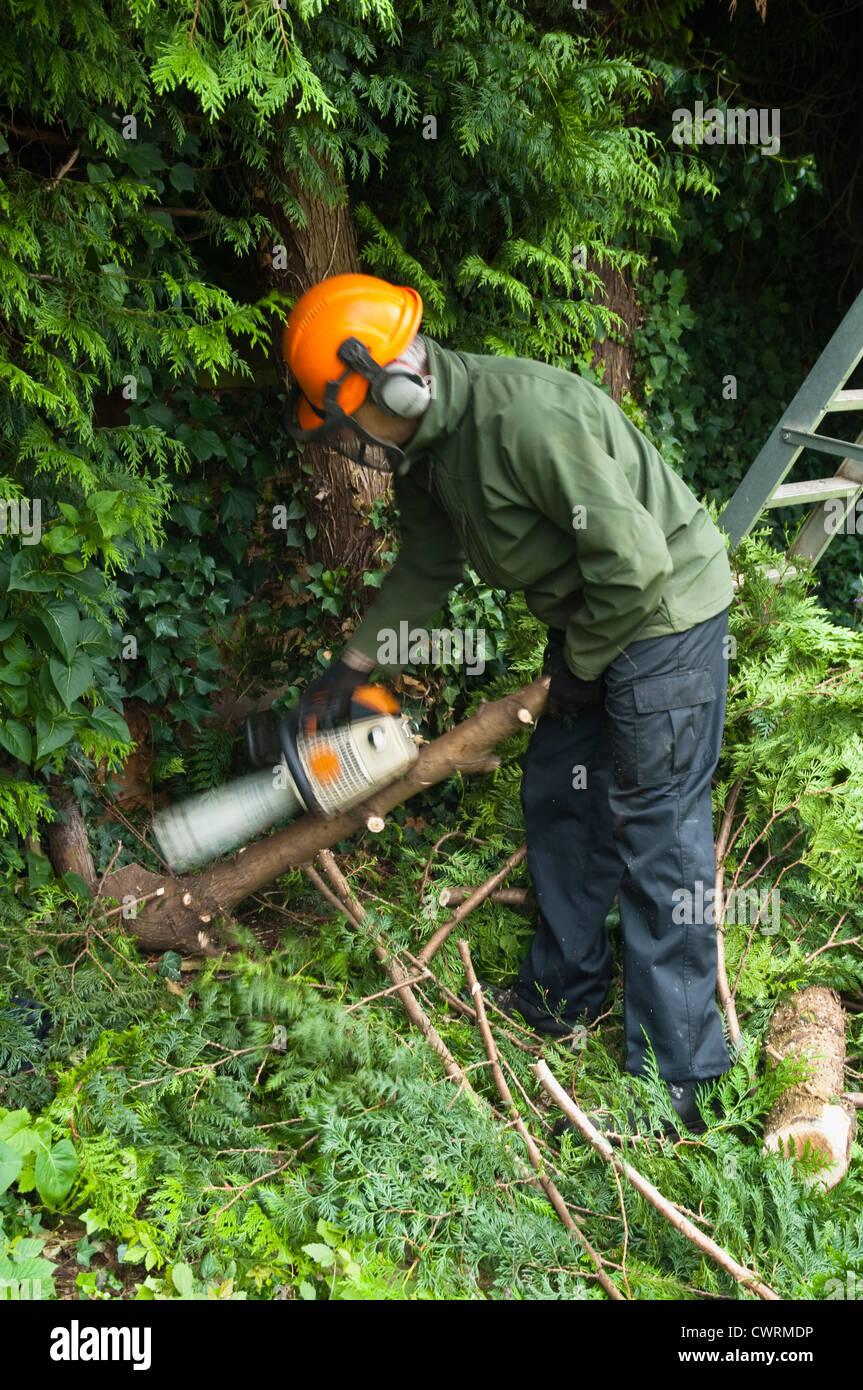 Struttura professionale chirurgo utilizzando una motosega per tagliare fino a rami di alberi -mostrato con motion blur blade. Regno Unito Foto Stock