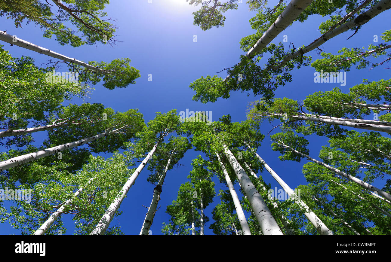 Ampio angolo immagine guardando in alto in una Aspen Grove a Aspen Tree Tops con foglie verdi e blu cielo Foto Stock