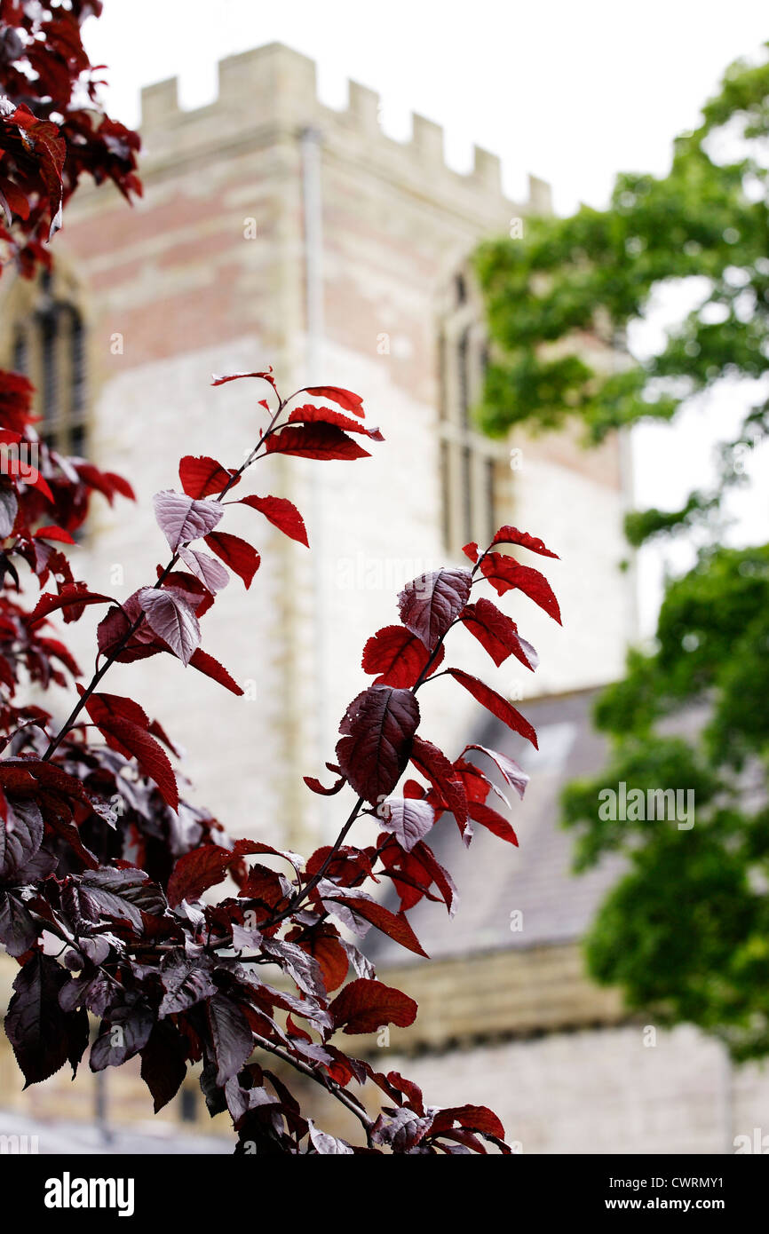 Un fuori fuoco chiesa torre di colore rosso porpora foglie in primo piano. Foto Stock