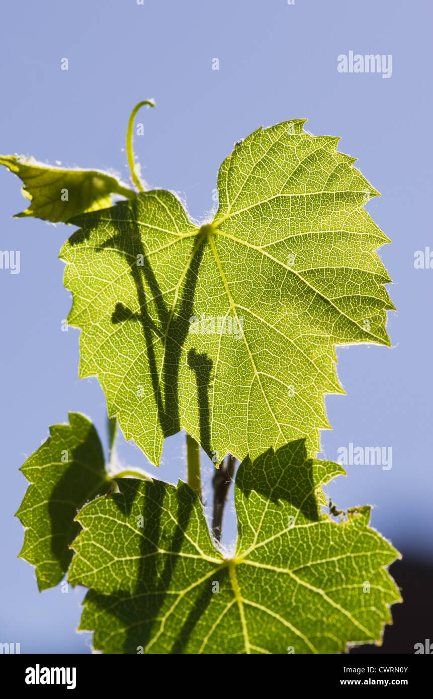 Verde retroilluminato con foglie di uva e di vino con cielo blu Foto Stock