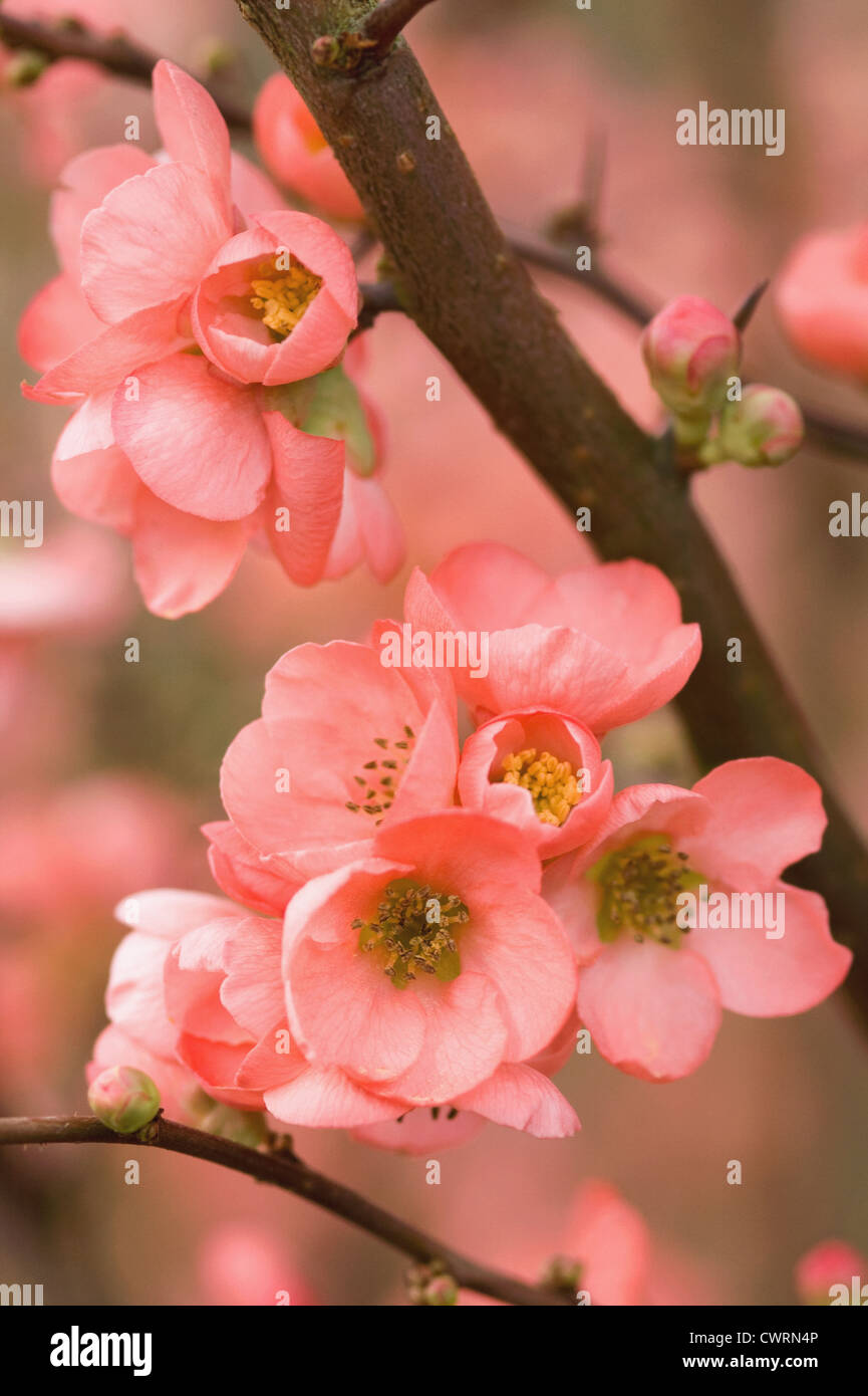Chaenomeles x superba "Coral Sea", mela cotogna. Abbondanti fiori rosa in fiore sui rami degli alberi da frutto. Foto Stock