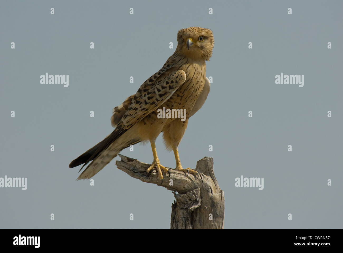 Maggiore il gheppio (Falco rupicoloides) su un pesce persico nel Parco Nazionale di Etosha, Namibia Foto Stock