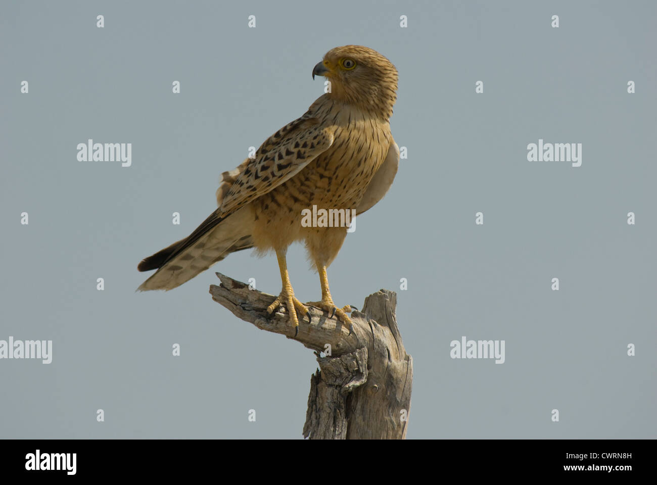 Maggiore il gheppio (Falco rupicoloides) su un pesce persico in Etosha NP, Namibia Foto Stock