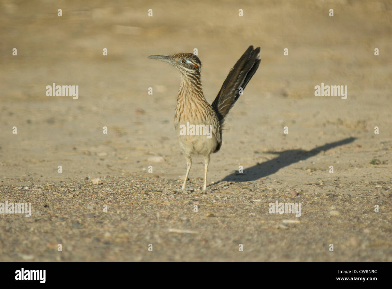 Maggiore Roadrunner (Geococcyx californianus) nella Valle della Morte, Nevada Foto Stock