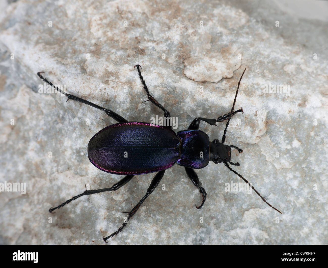 Massa viola beetle, macro - Carabus tendente al violaceo Foto Stock