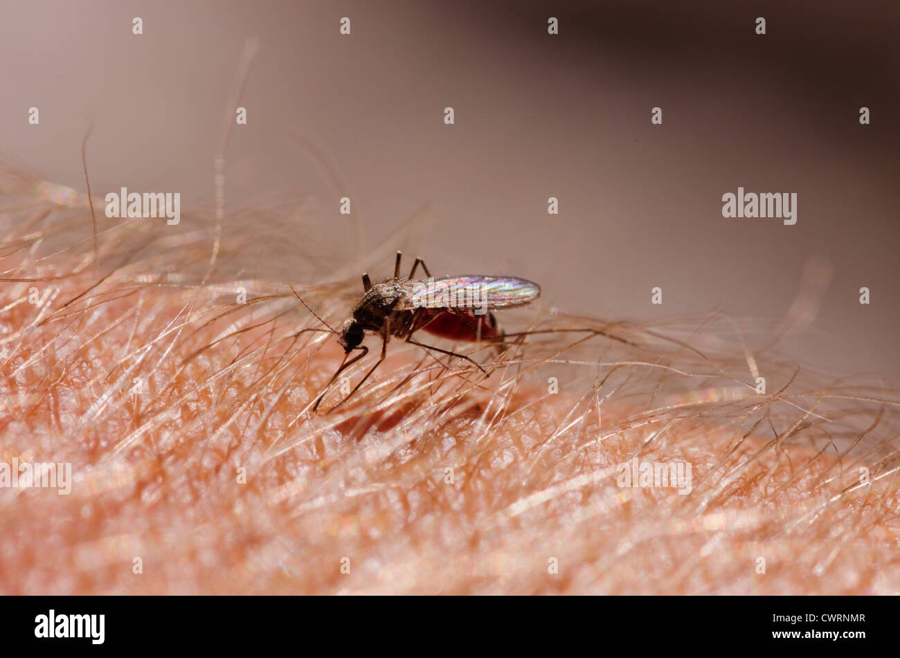 Immagine macro di un sangue zanzara riempito di mordere un peloso braccio umano Foto Stock