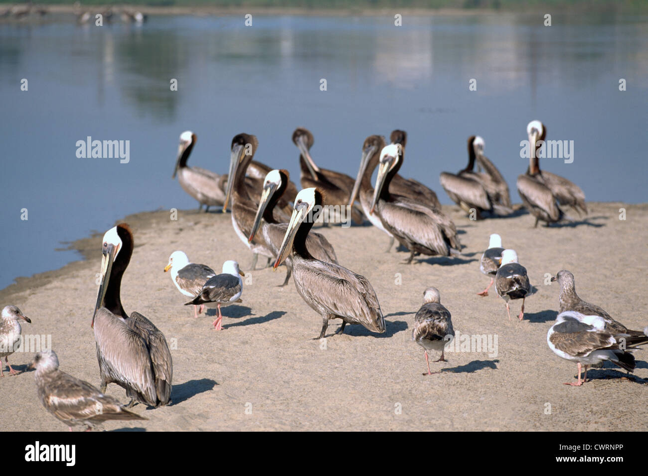 Pellicano marrone (Pelecanus occidentalis), gregge di pellicani, uccelli del Nord America sulla spiaggia vicino a Santa Barbara, California, Stati Uniti d'America Foto Stock