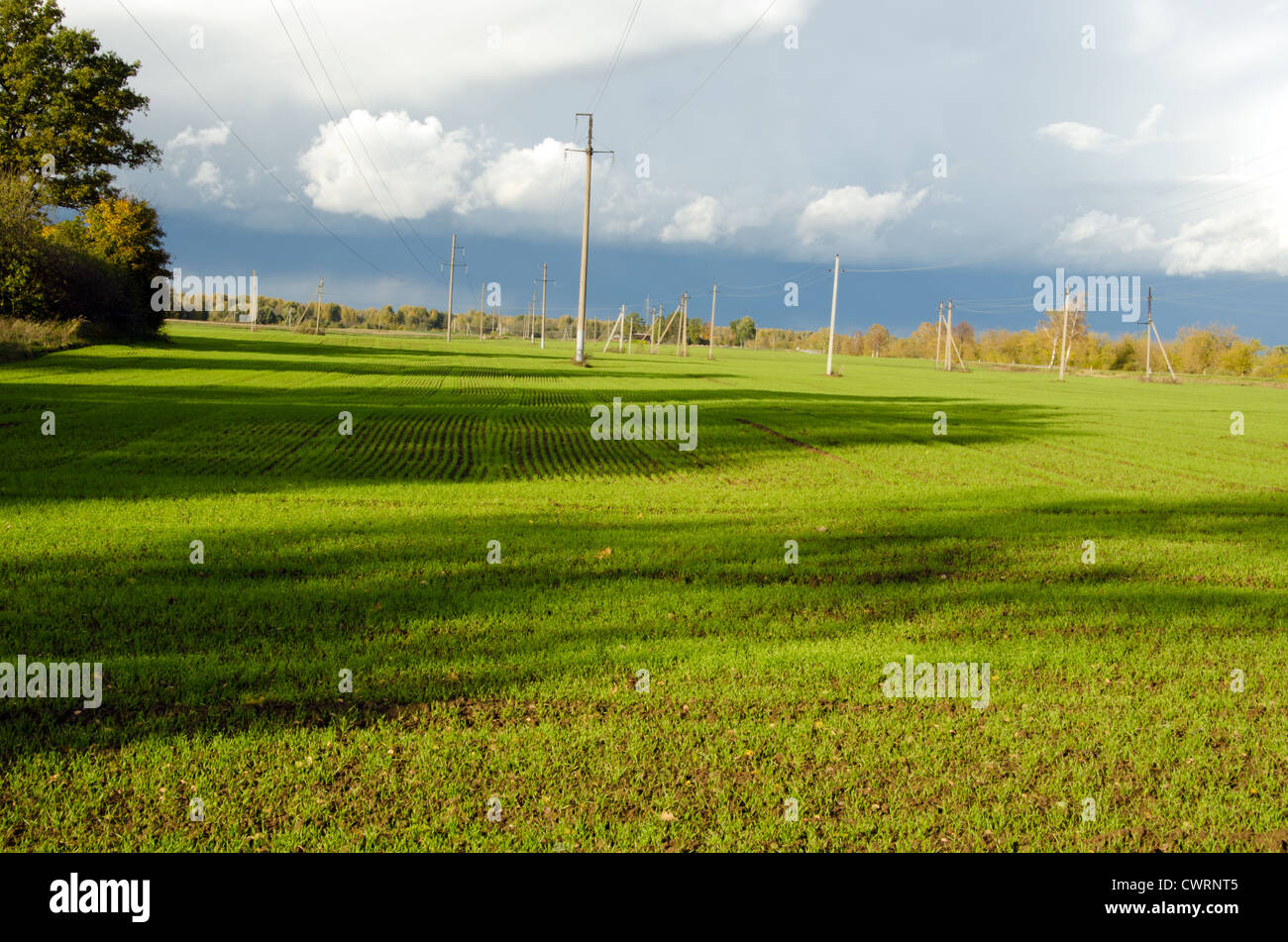 Campi agricoli con molte colture di piantine di piante in crescita e linea elettrica conduttori unipolari. Foto Stock