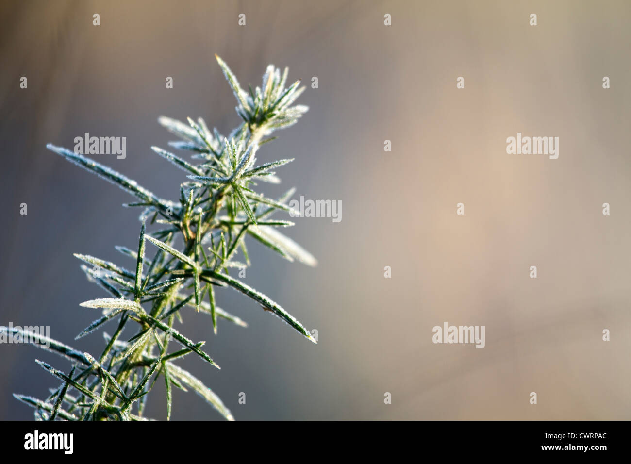 Gorse occidentale (Ulex Europaeus) coperto di brina trasformata per forte gradiente Foto Stock