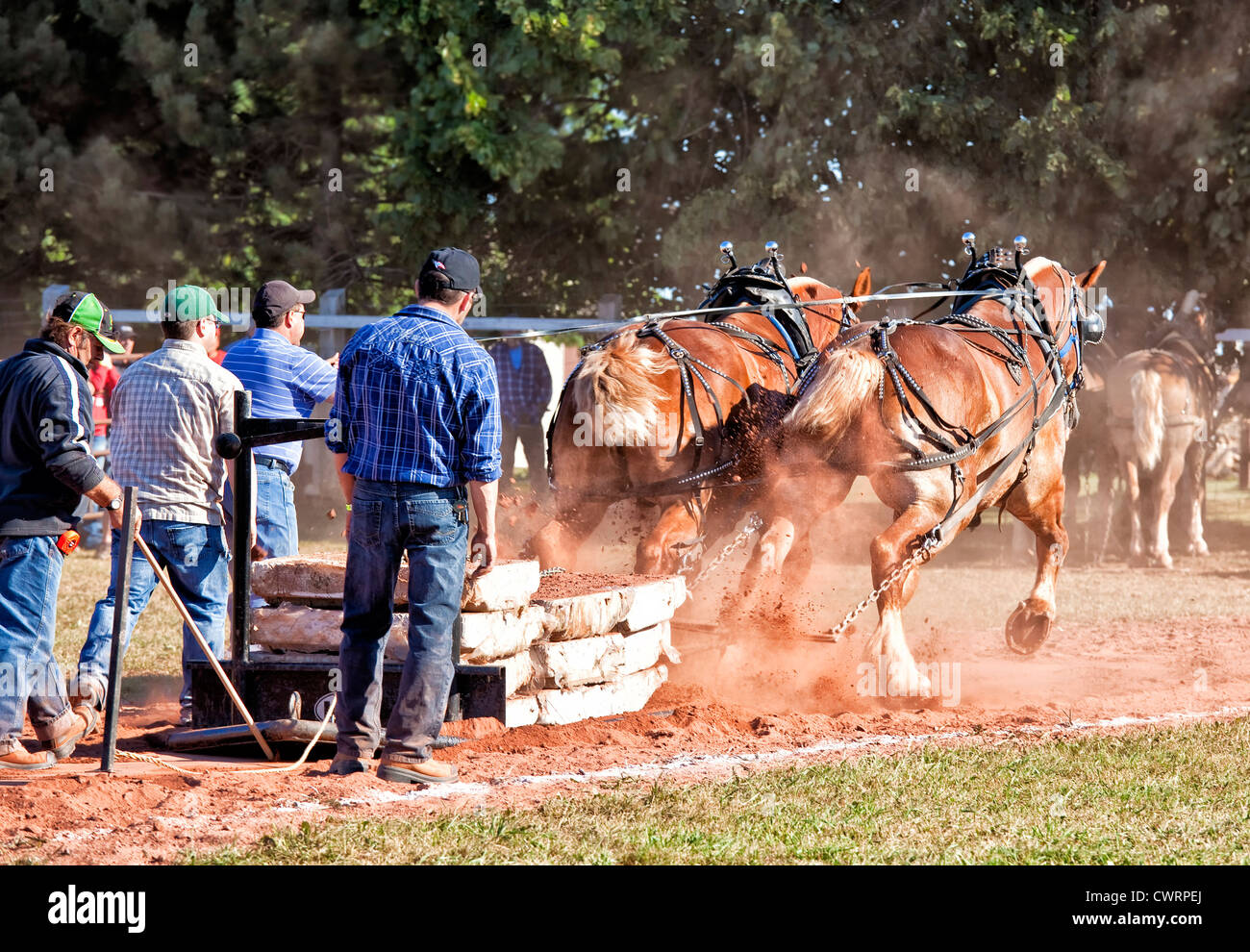 I cavalli da tiro della concorrenza a Evangeline fiera agricola e Acadian Festival in Prince Edward Island, Canada. Foto Stock