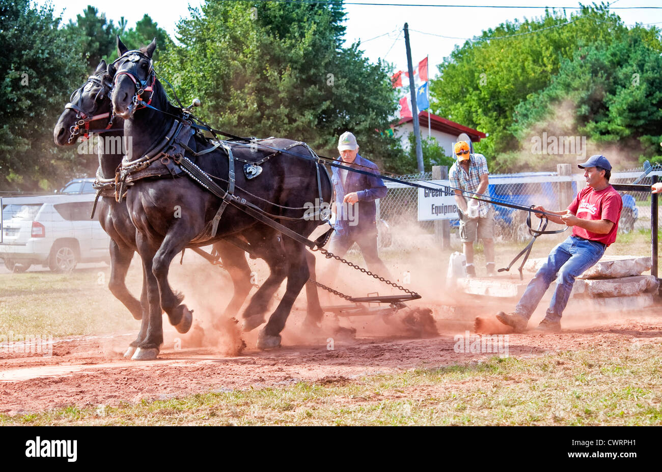 I cavalli da tiro della concorrenza a Evangeline fiera agricola e Acadian Festival in Prince Edward Island, Canada. Foto Stock