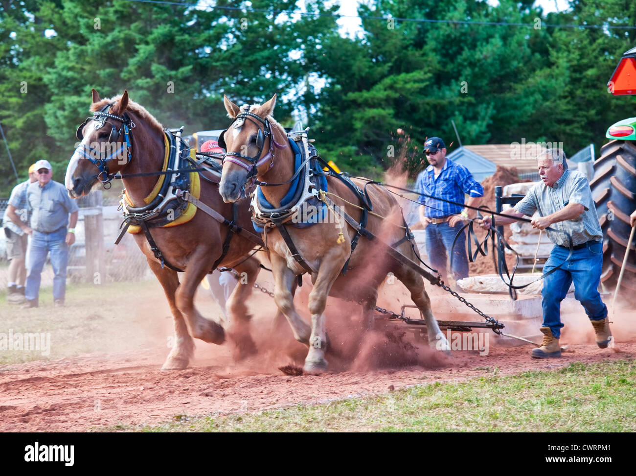 I cavalli da tiro della concorrenza a Evangeline fiera agricola e Acadian Festival in Prince Edward Island, Canada. Foto Stock