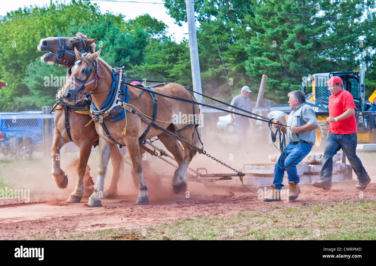 I cavalli da tiro della concorrenza a Evangeline fiera agricola e Acadian Festival in Prince Edward Island, Canada. Foto Stock