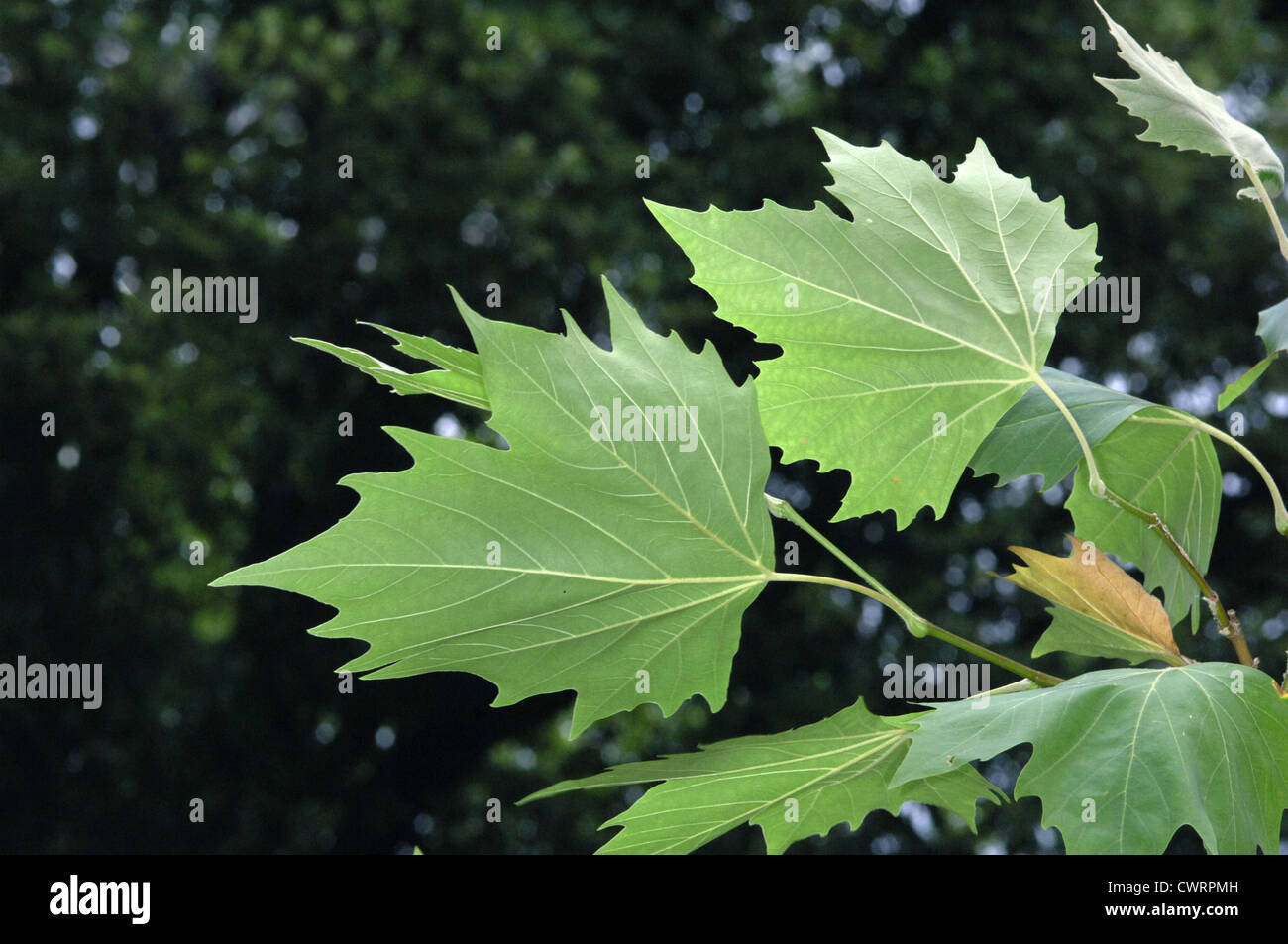 Piano di Londra Platanus x hispanica Platanaceae Foto Stock