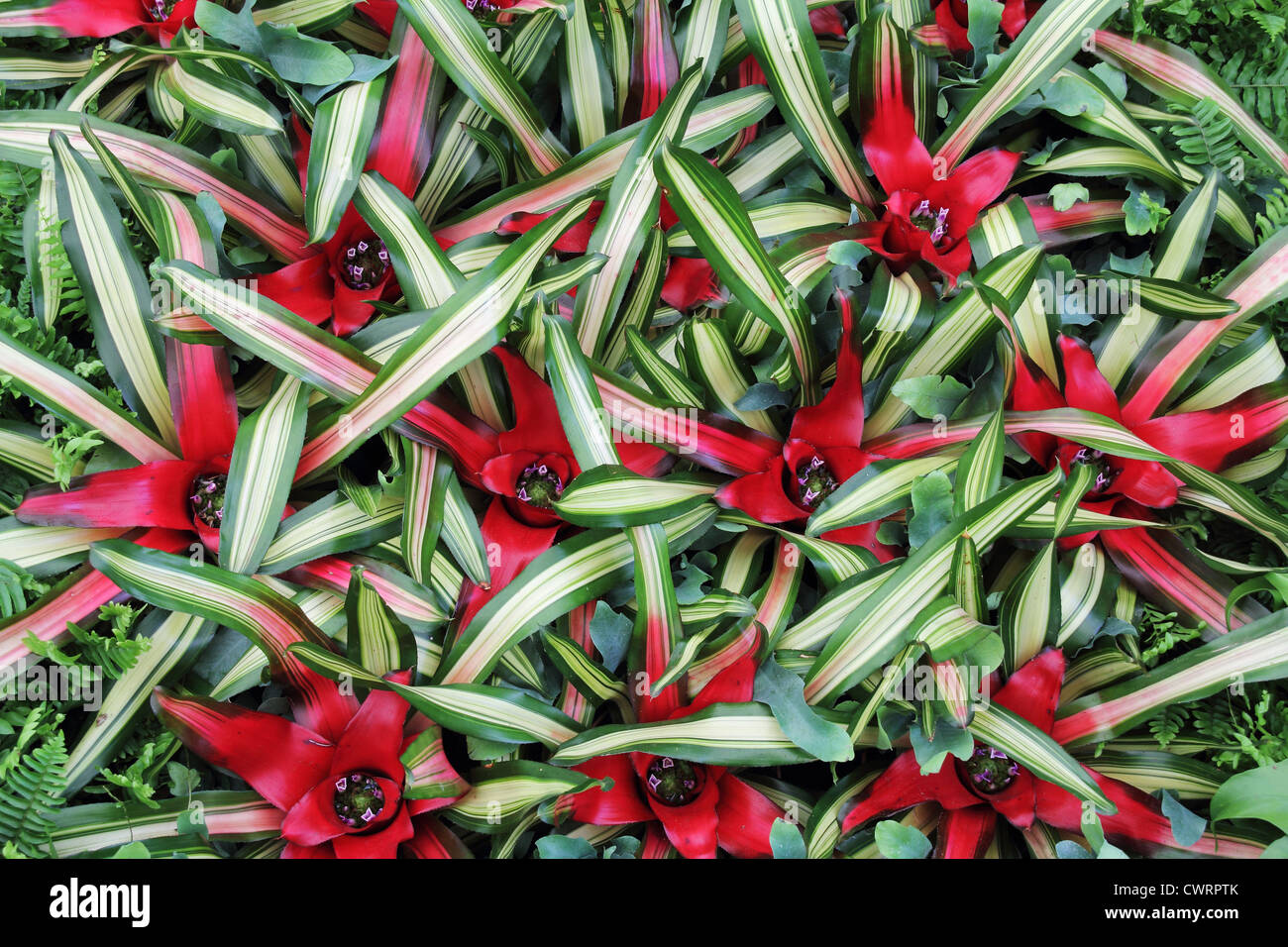 Fiori rossi cryptanthus belle foglie verdi Foto Stock