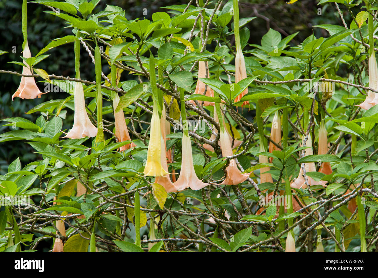 L'albero dei fiori delle trombe di Angel (Brugmansia) nei giardini tropicali dell'Arenal Observatory Lodge a la Fortuna, Costa Rica. Foto Stock