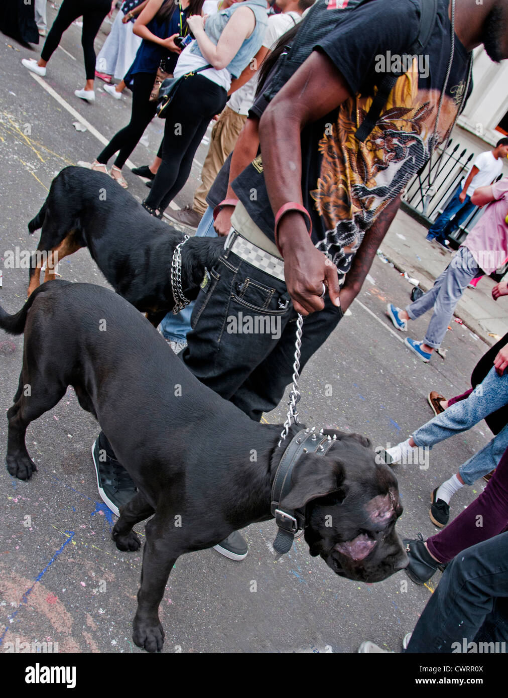 La gioventù con due Rottweiler Fighting Dogs iwalking lungo la London Street Foto Stock