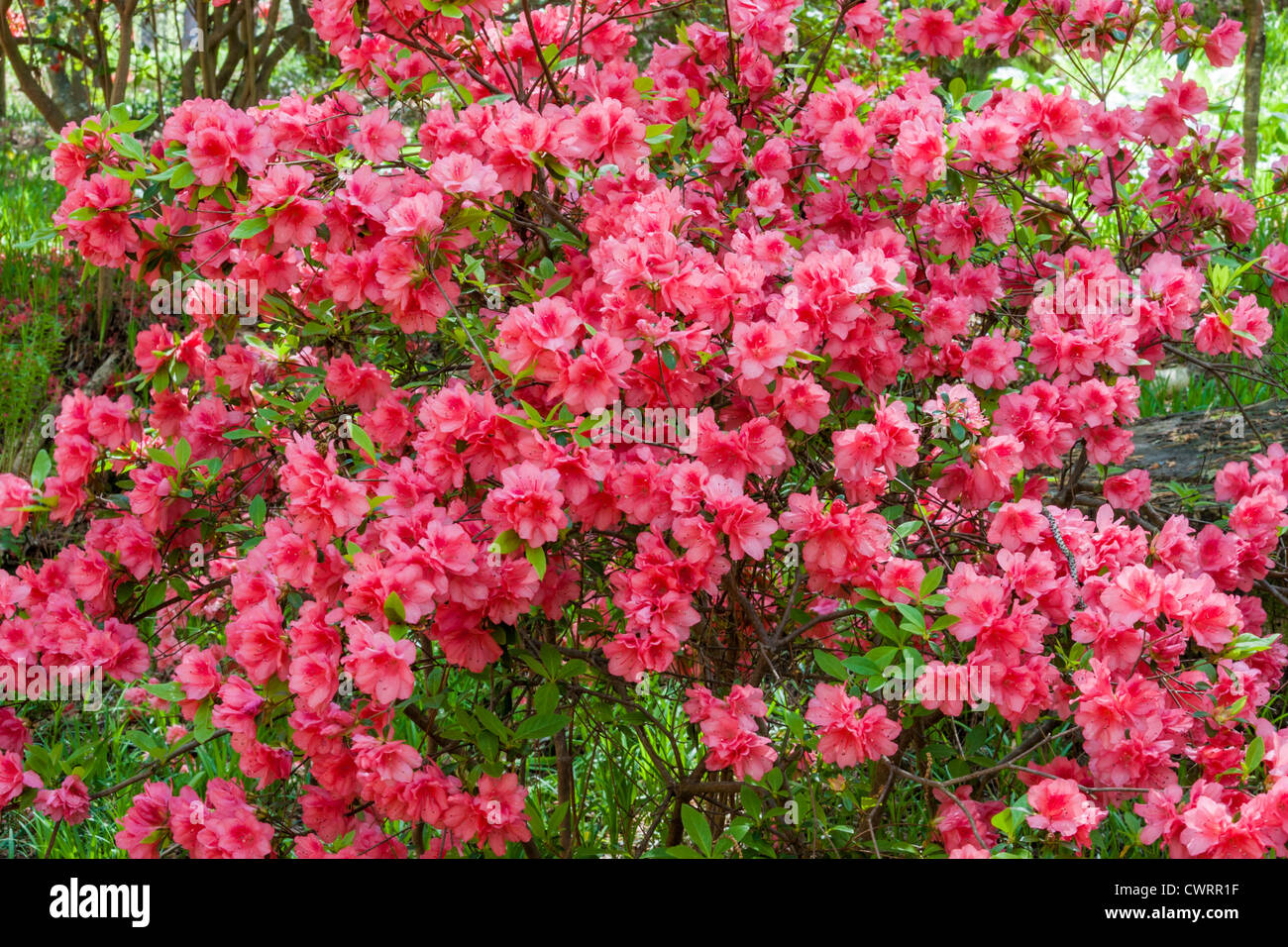 La scena del giardino in Azalea si affaccia sul giardino all'inizio di aprile a. Callaway Gardens in Georgia Foto Stock
