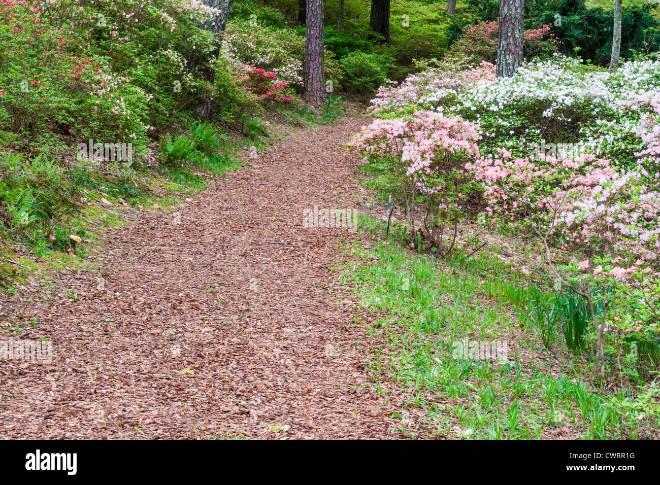 Garden Path in Azalea si affaccia sul giardino in Callaway Gardens in Georgia. Foto Stock