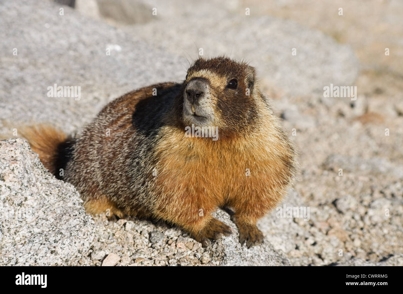 Un ventre giallo marmotta in Sierra Nevada della California Foto Stock