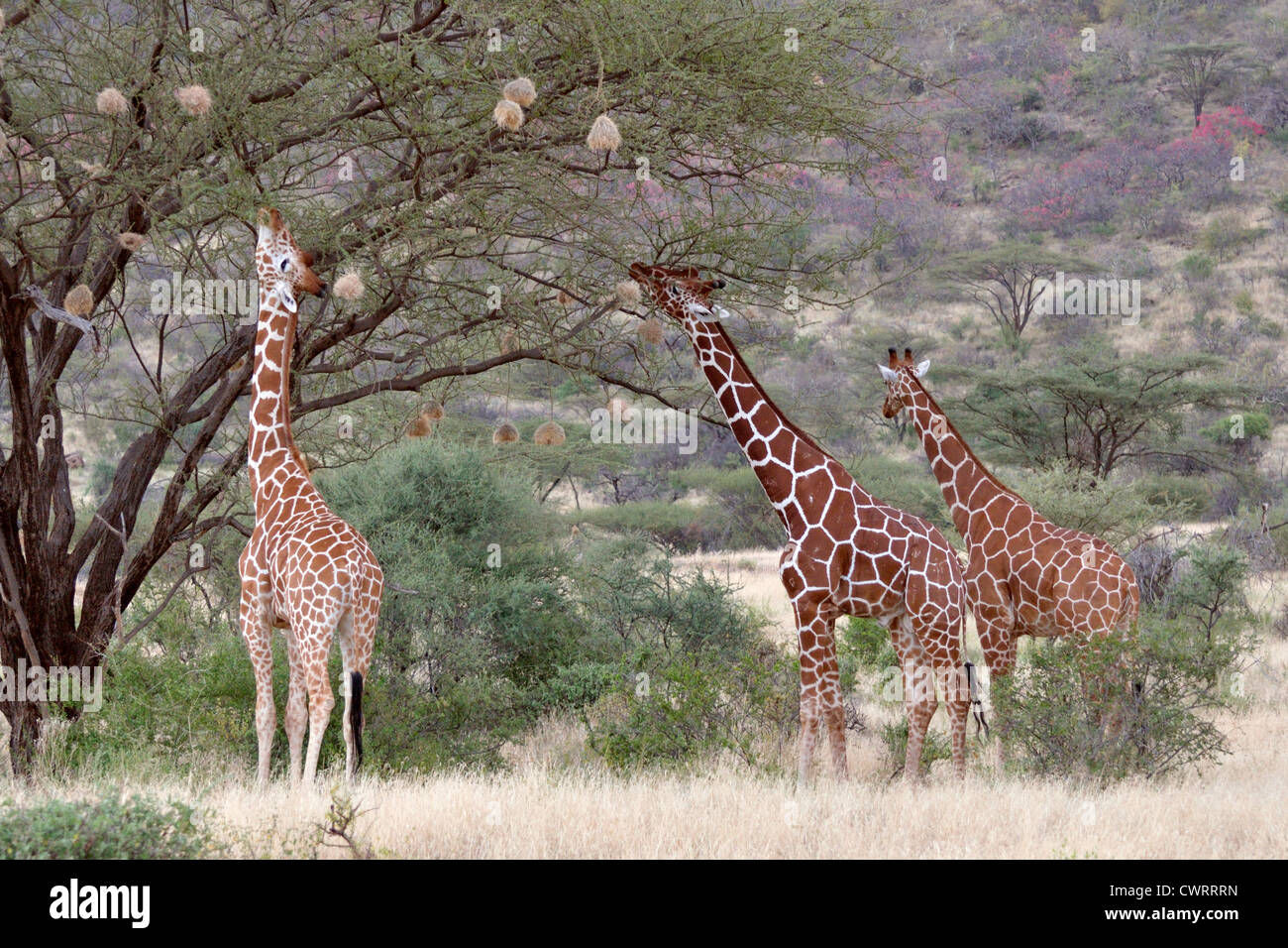 Le Giraffe reticolate alimentare Foto Stock