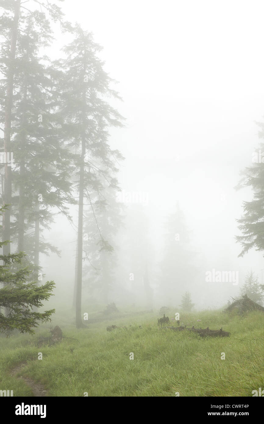 Di conifere bosco selvatico nella nebbia Foto Stock