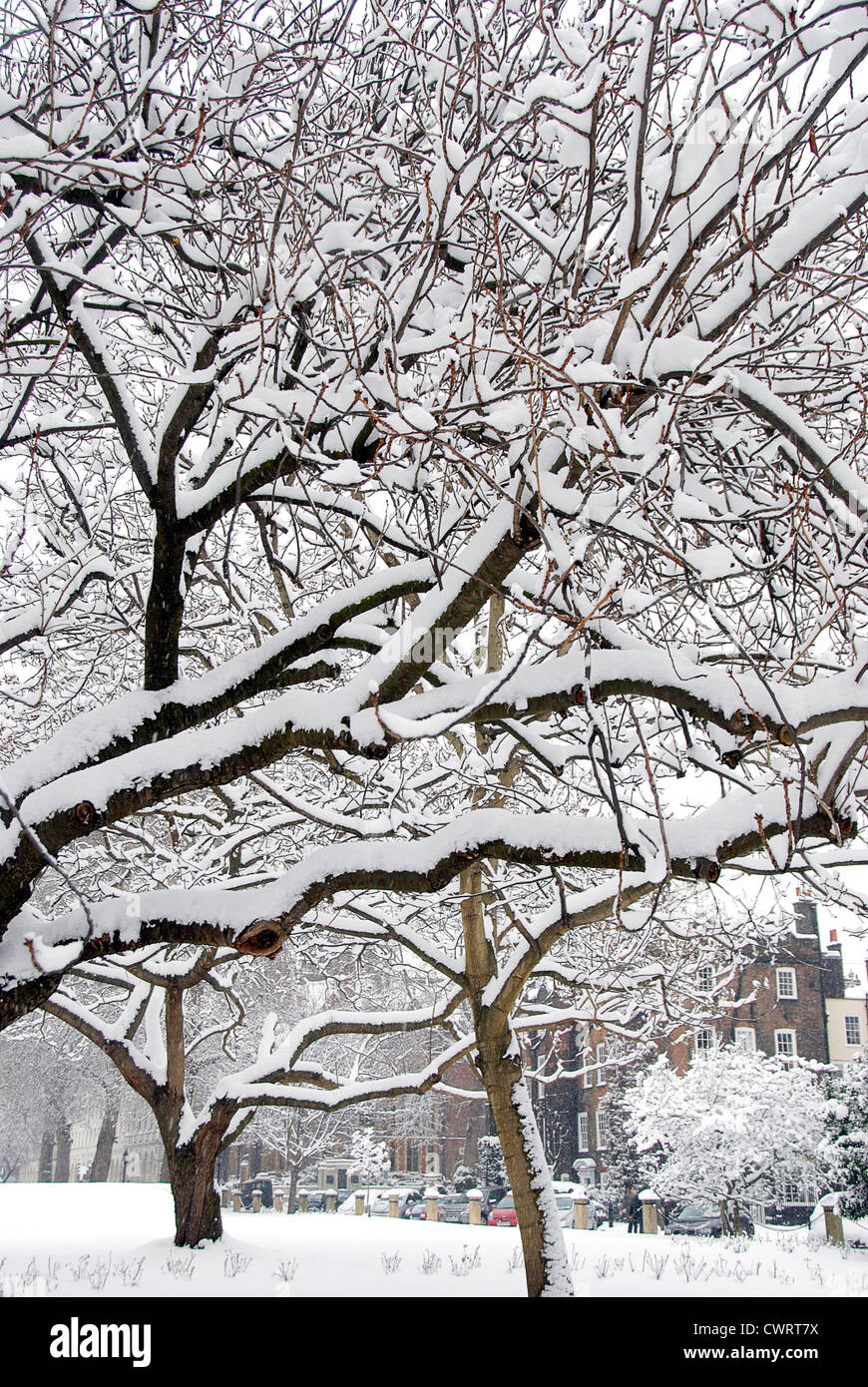 Coperte di neve alberi in Piazza Nuova, Londra Foto Stock