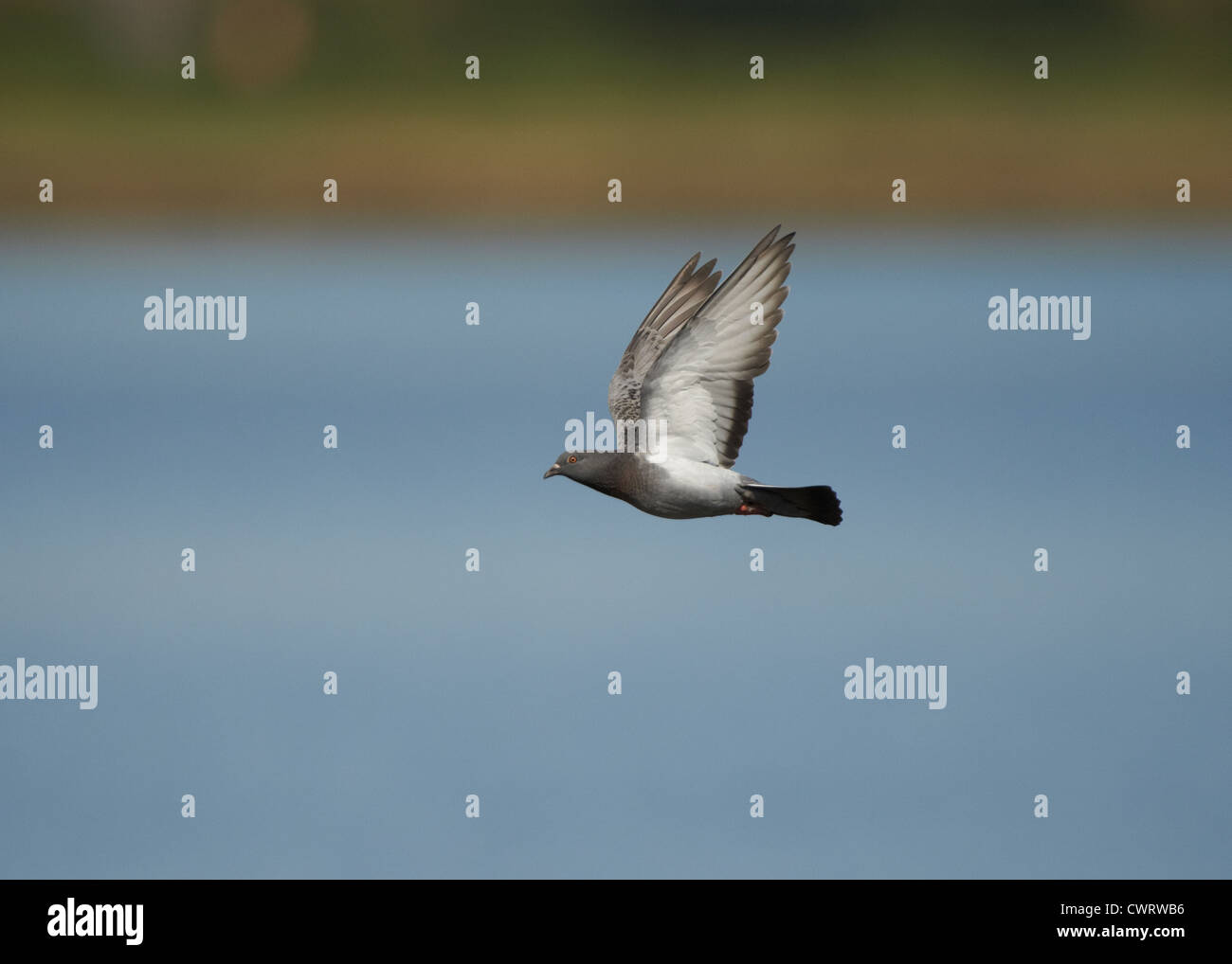 Feral/Racing Pigeon in volo Foto Stock