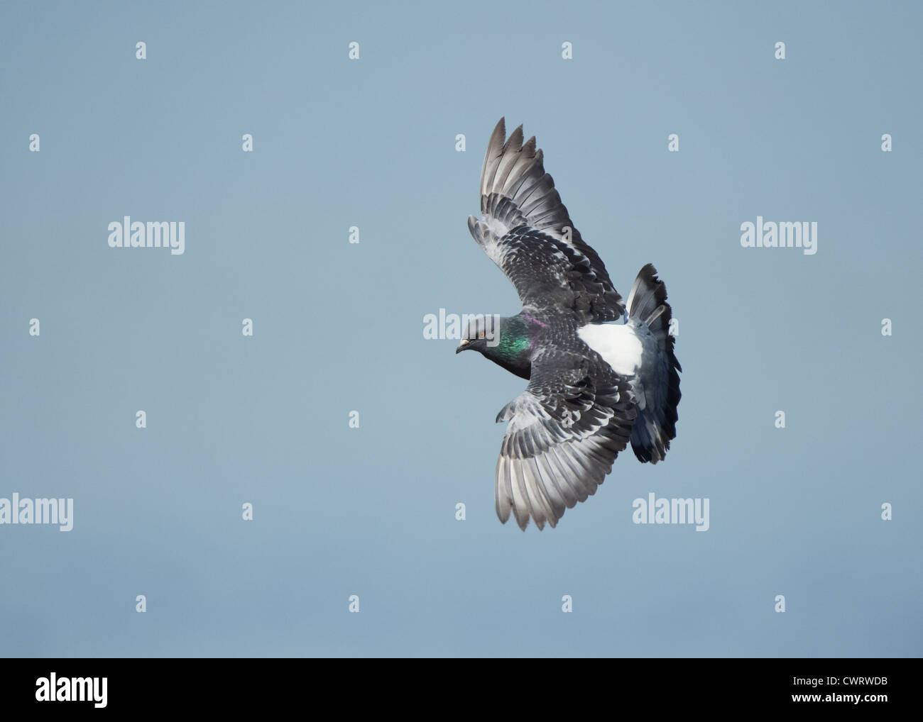 Feral/Racing Pigeon in volo Foto Stock